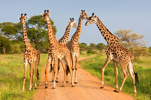 arusha national park day trip